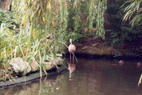 Flamingos